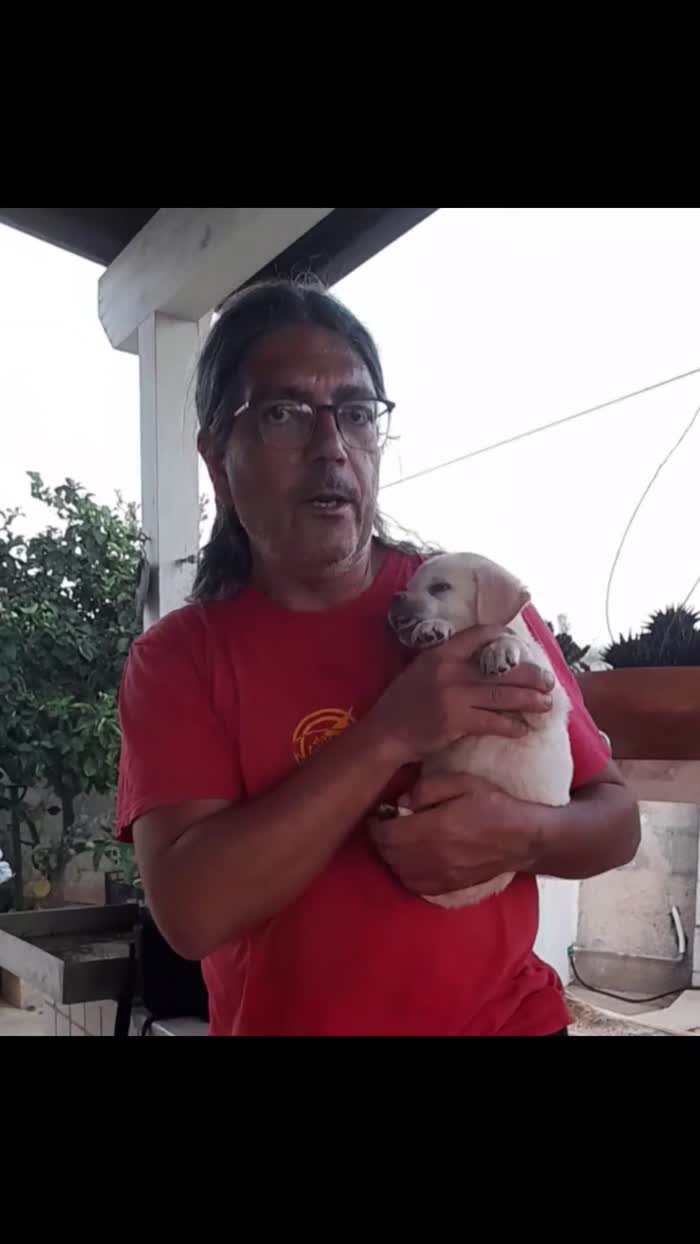 Lucio dolce e delicato cucciolo simil labrador in adozione - media 5