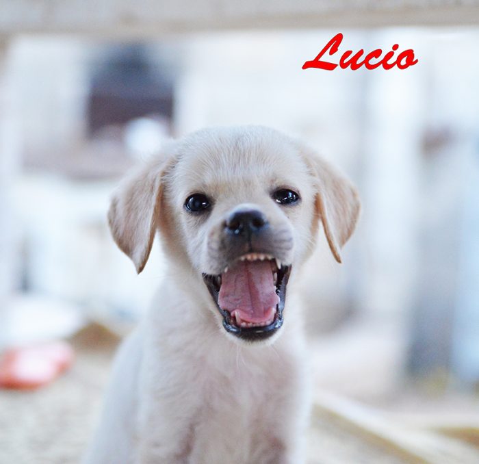 Lucio dolce e delicato cucciolo simil labrador in adozione