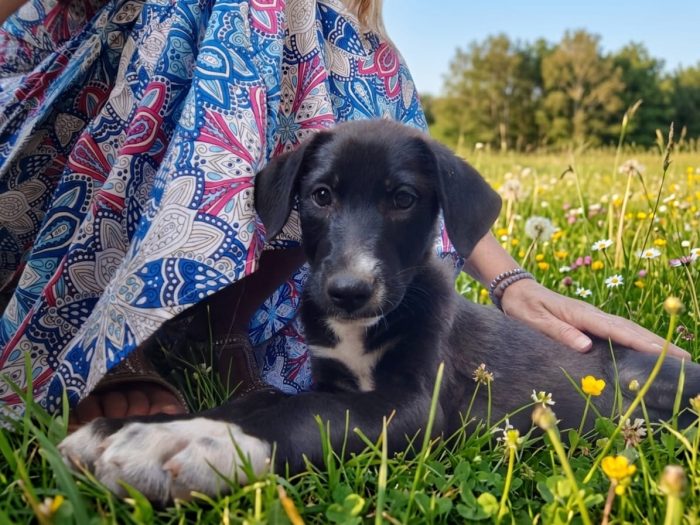 Cucciola 3 mesi