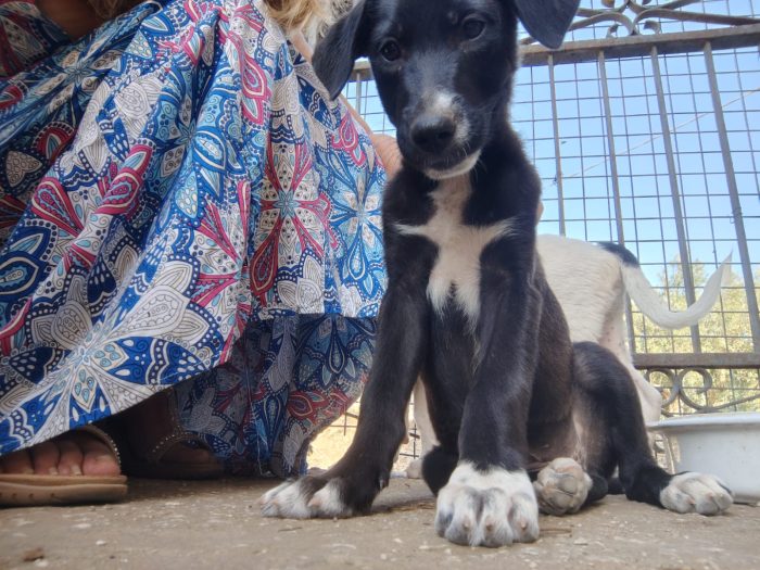Cucciola 3 mesi