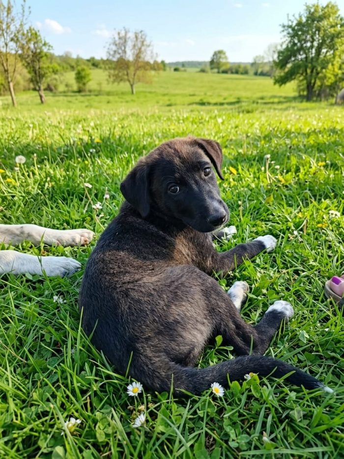 Cucciola 3 mesi