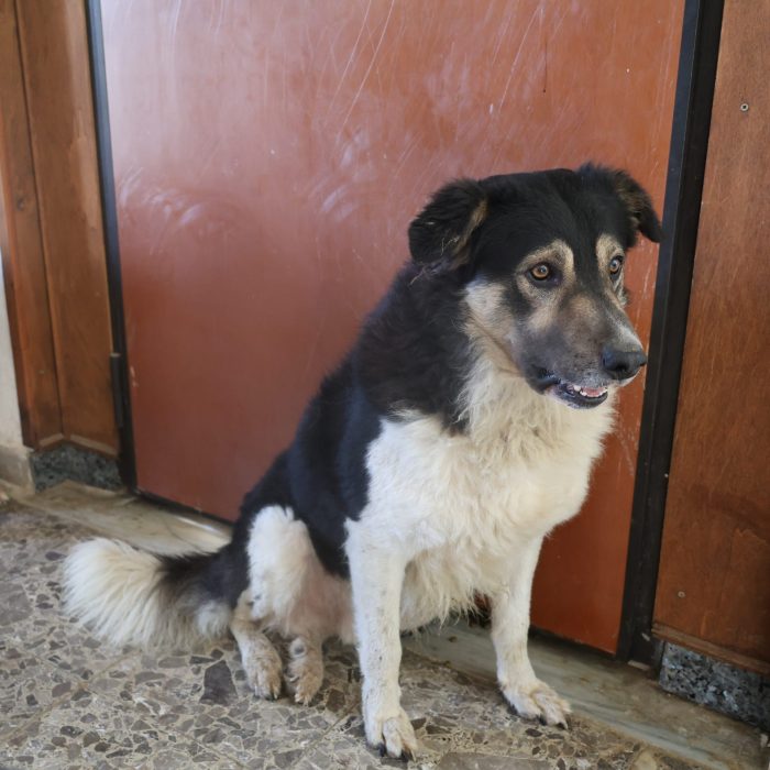 Balu splendido giovanotto cerca casa - media 4