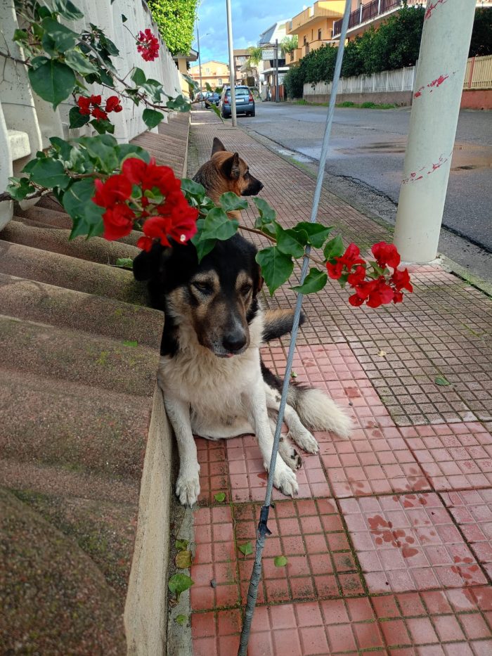 Balu splendido giovanotto cerca casa