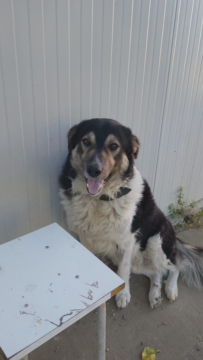 Balu splendido giovanotto cerca casa