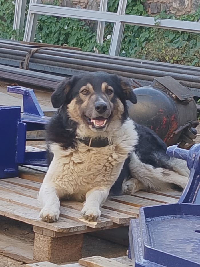 Balu splendido giovanotto cerca casa