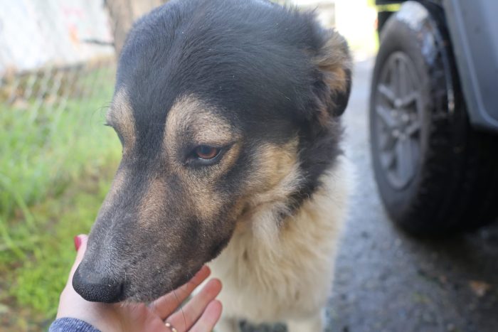 Balu splendido giovanotto cerca casa - media 7