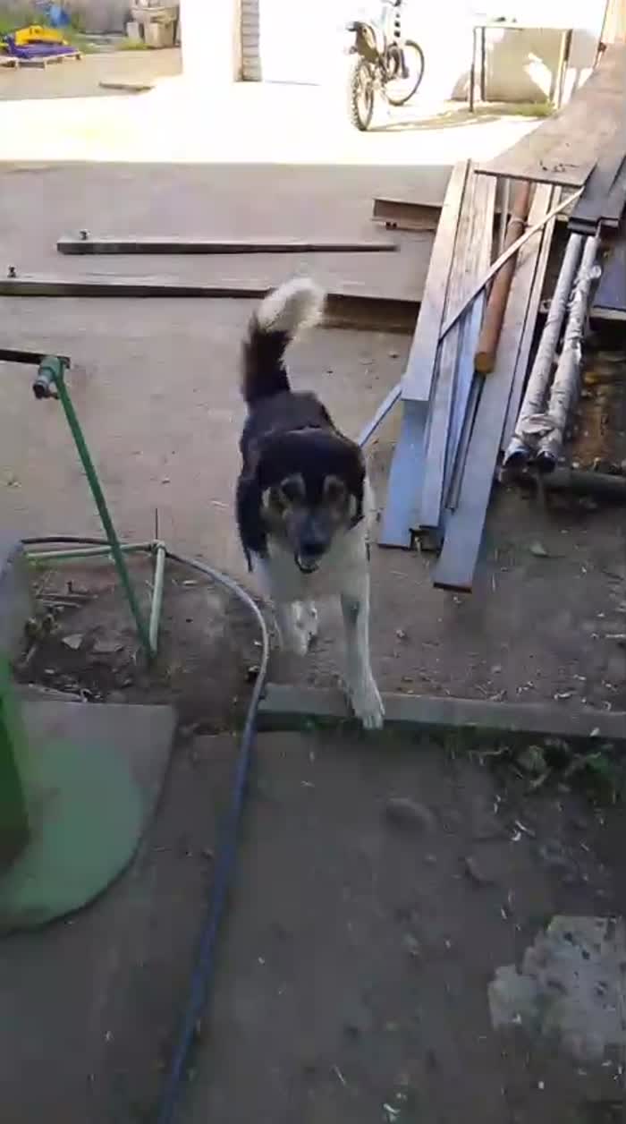 Balu splendido giovanotto cerca casa - media 8