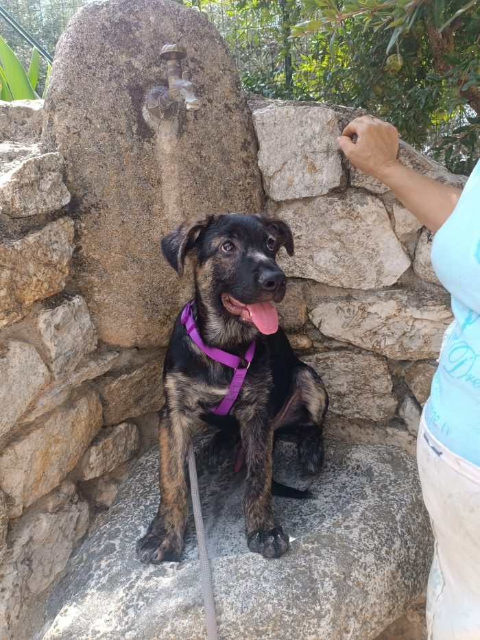 Zorro meraviglioso cucciolotto simil pastore