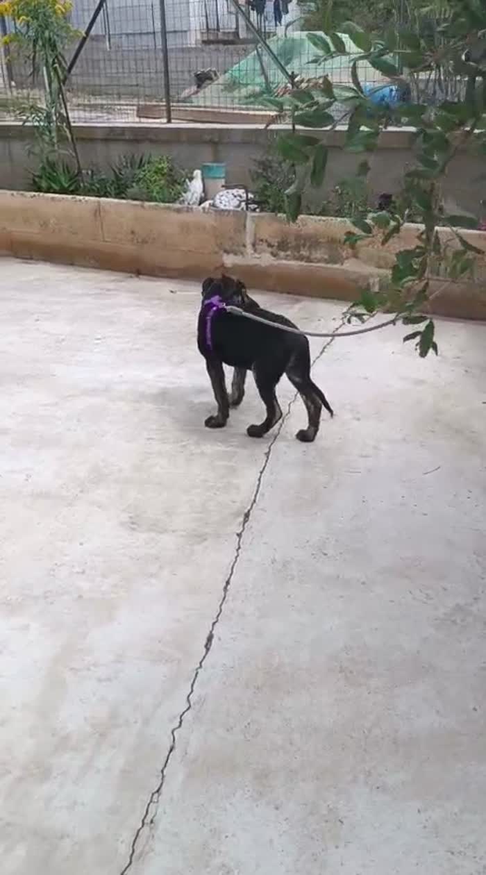 Zorro meraviglioso cucciolotto simil pastore - media 9