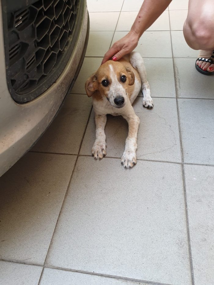 Emma splendida dolce cucciola cerca casa