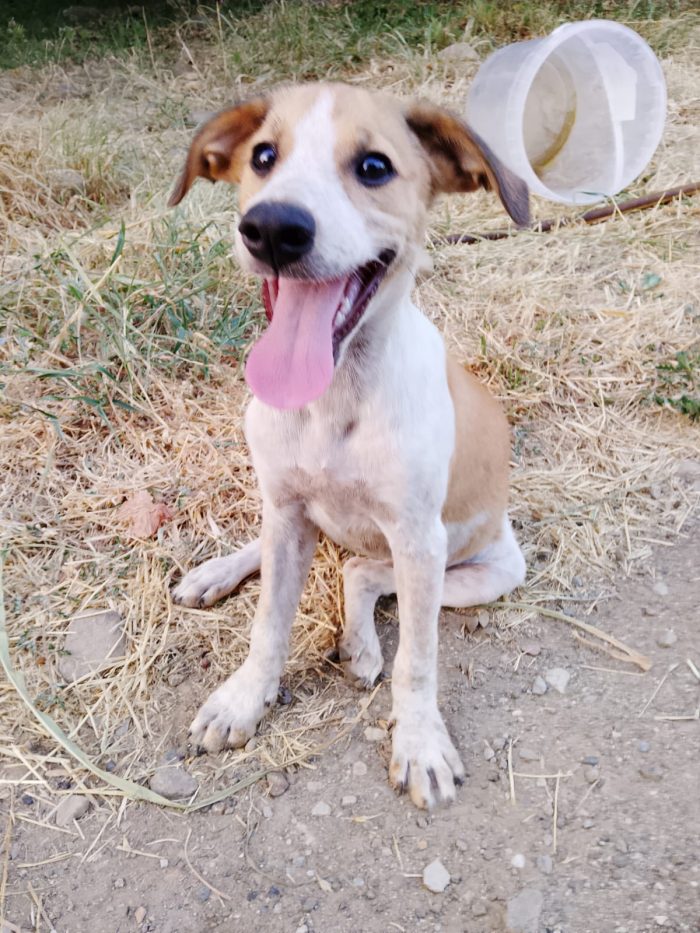 Emma splendida dolce cucciola cerca casa