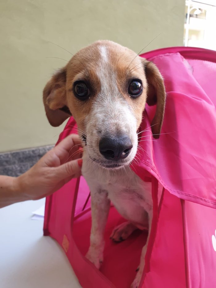 Emma splendida dolce cucciola cerca casa