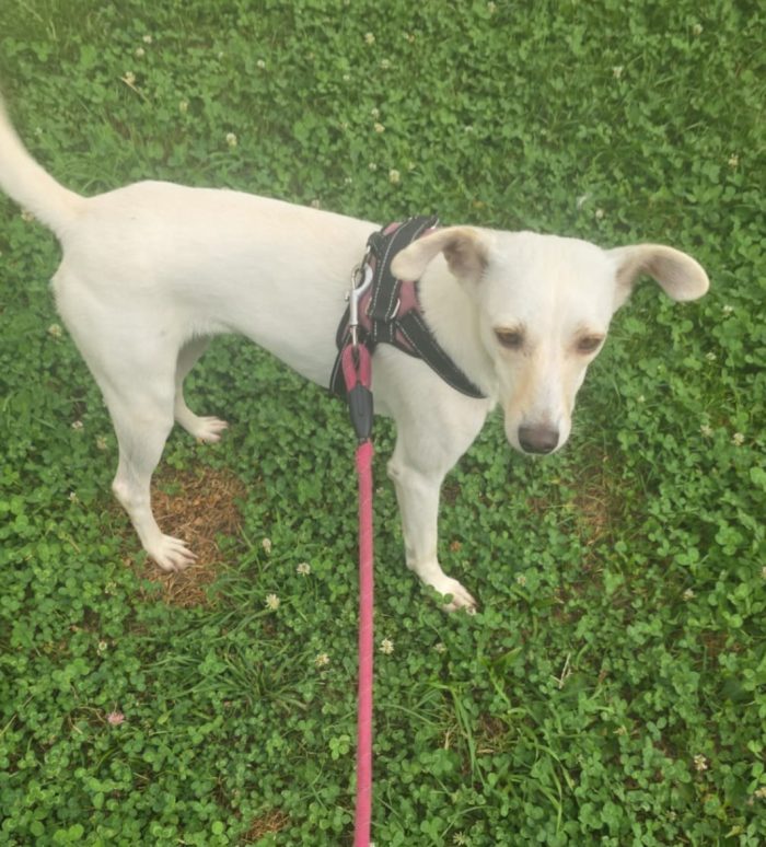 Femmina 2anni kg 10  SOS CASA CON GIARDINO.BERGAMO