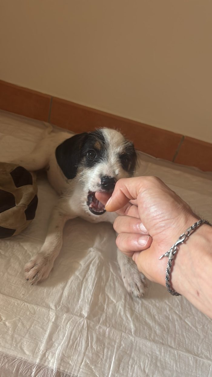 Dolcissimo maschio taglia media mix segugio