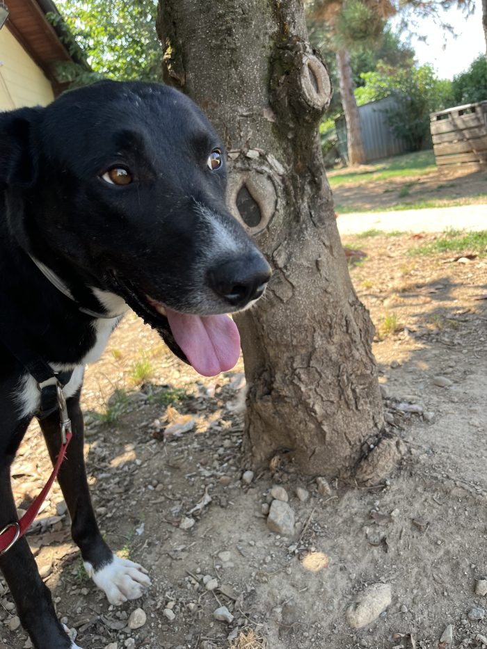 Bengy ti ruba il cuore