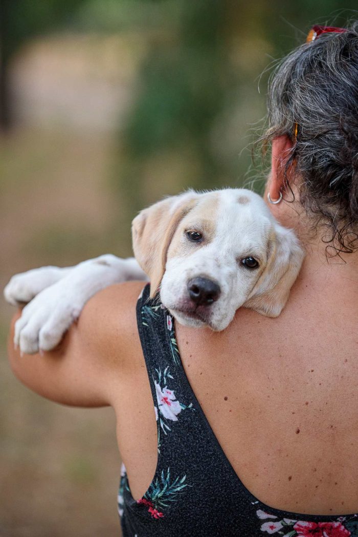 Aladdin cucciolino mix cane da caccia