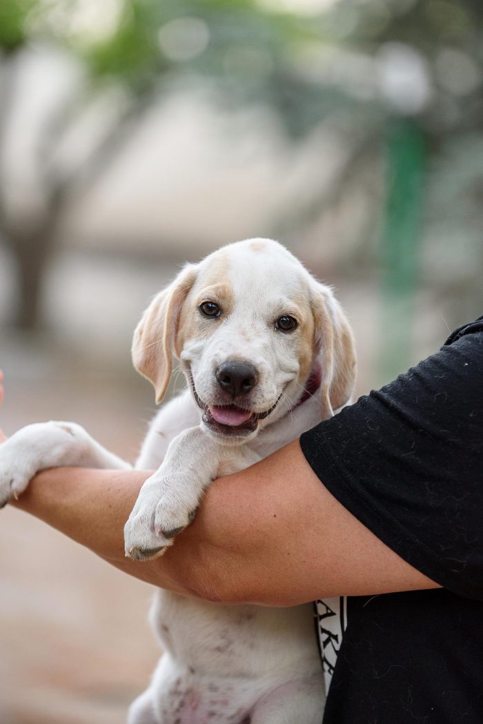 Aladdin cucciolino mix cane da caccia