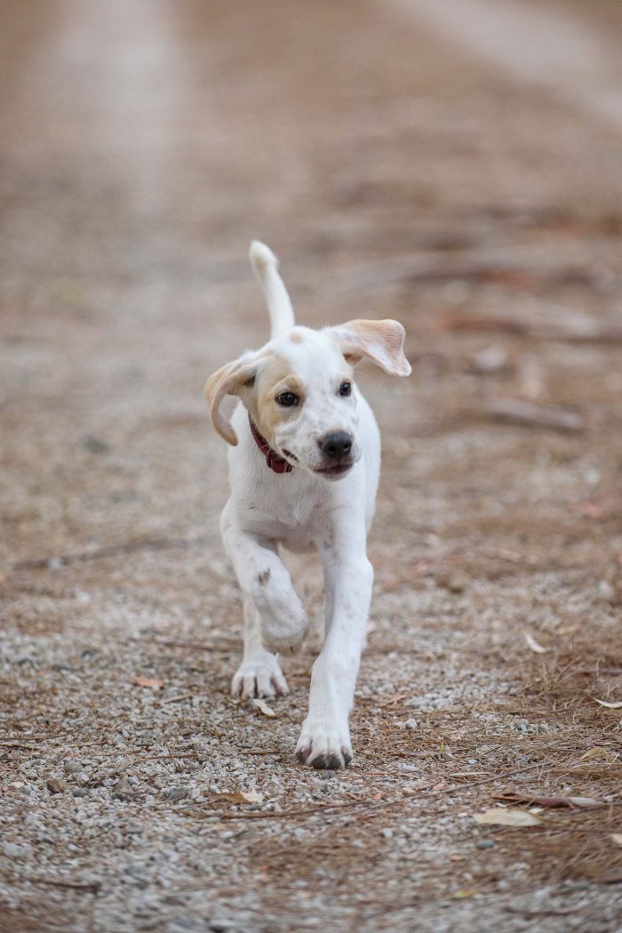 Aladdin cucciolino mix cane da caccia - media 5