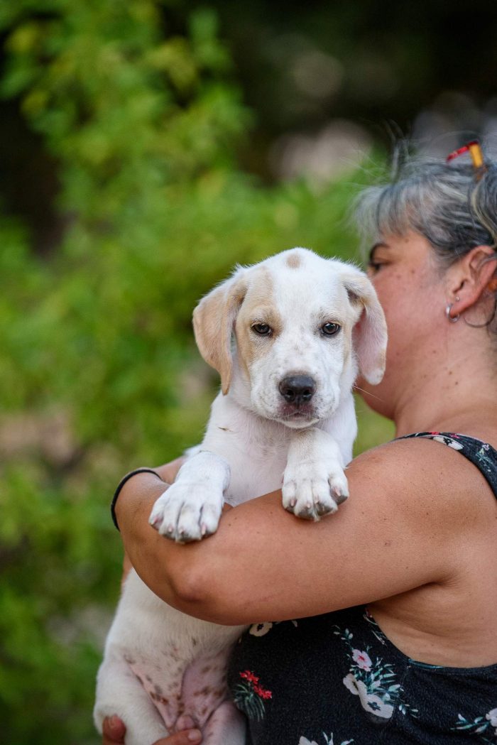 Aladdin cucciolino mix cane da caccia