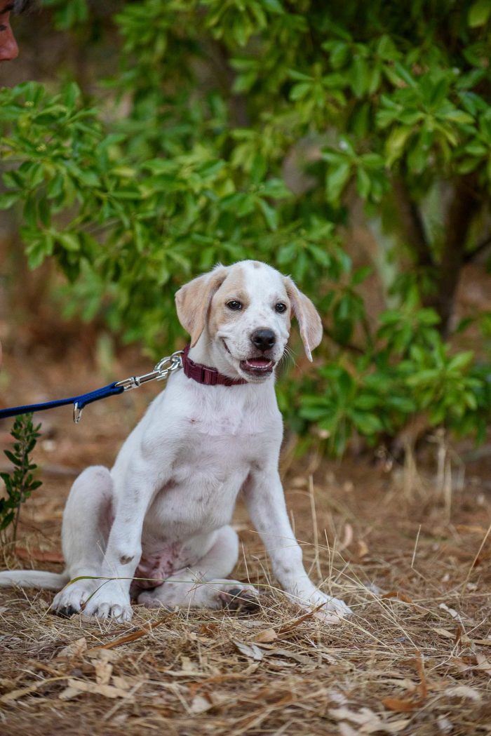 Aladdin cucciolino mix cane da caccia - media 4