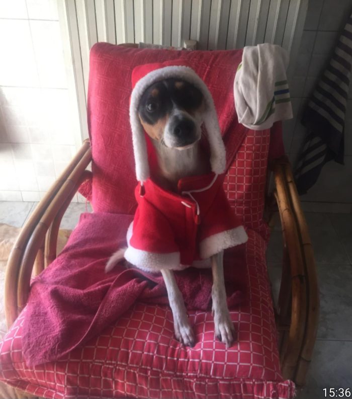 Jack Russel 12anni a breve sarà solo,la padrona entra in Rsa!! URGENTEMilano