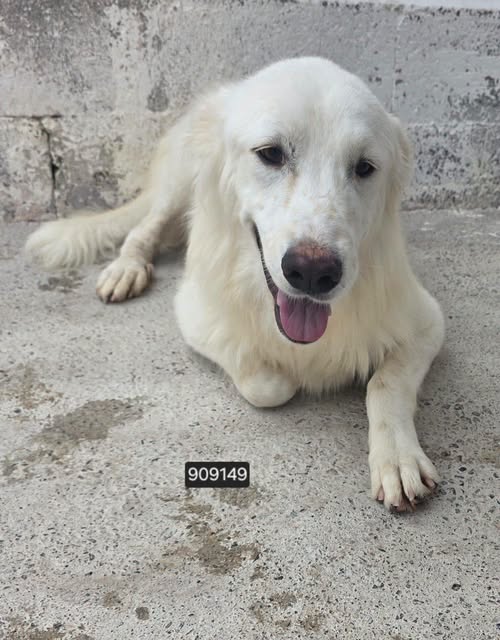 Thor-