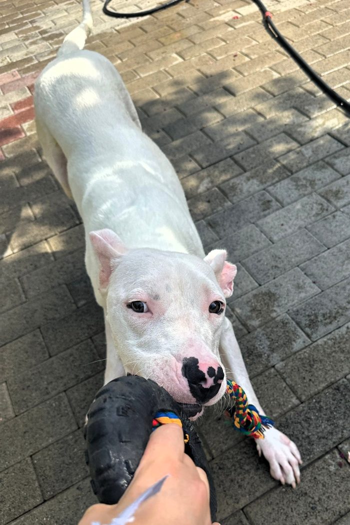 ALBINO CERCA CASA