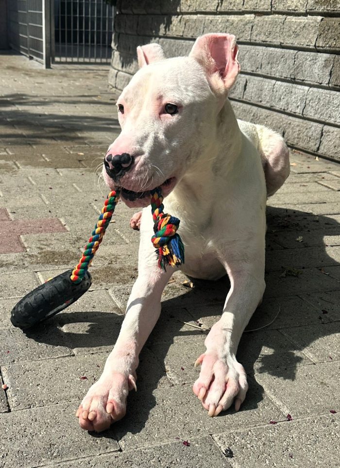 ALBINO CERCA CASA
