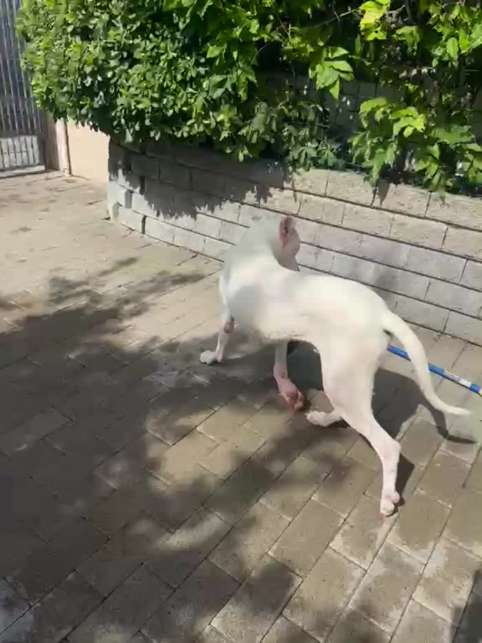 ALBINO CERCA CASA - media 7