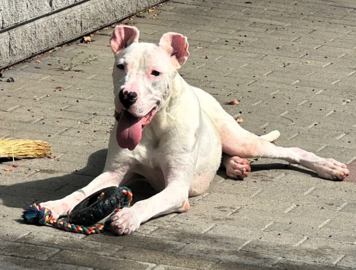 ALBINO CERCA CASA - media 6