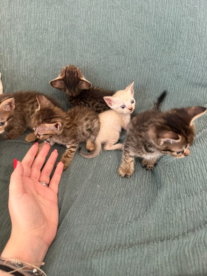 Vorrei trovare una famiglia a questi gattini