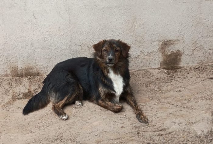 PORTOS - cagnolino di 1 anno