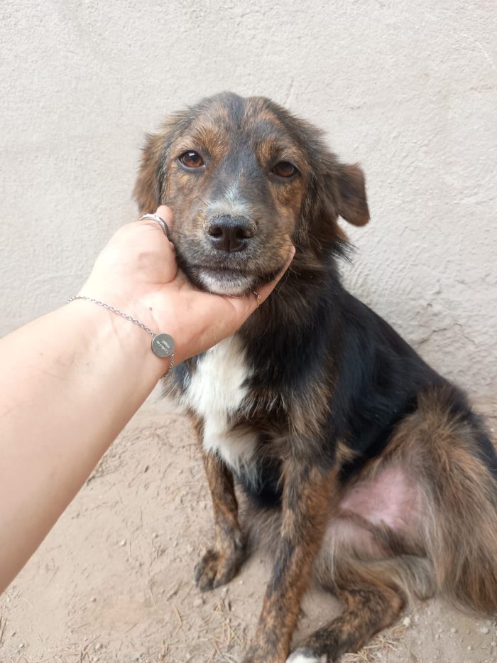 PORTOS - cagnolino di 1 anno