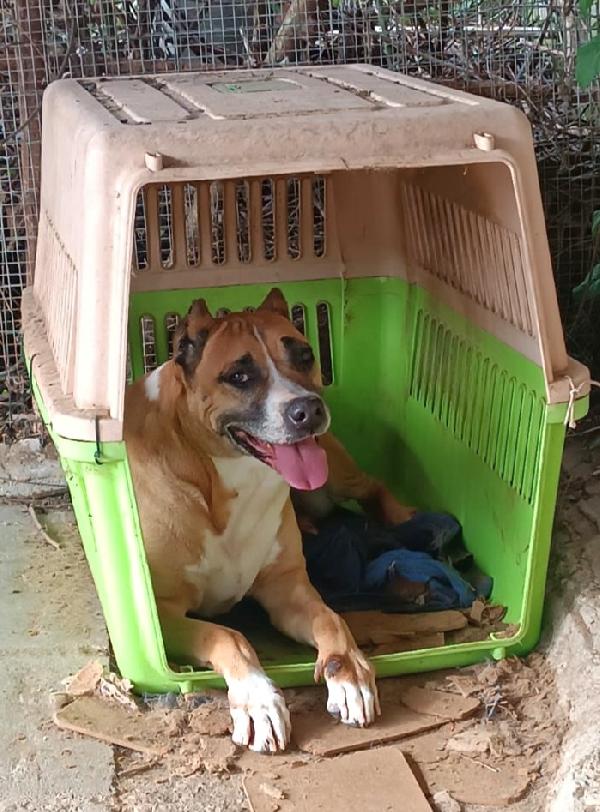 Akira splendida mix Amstaff cerca casa