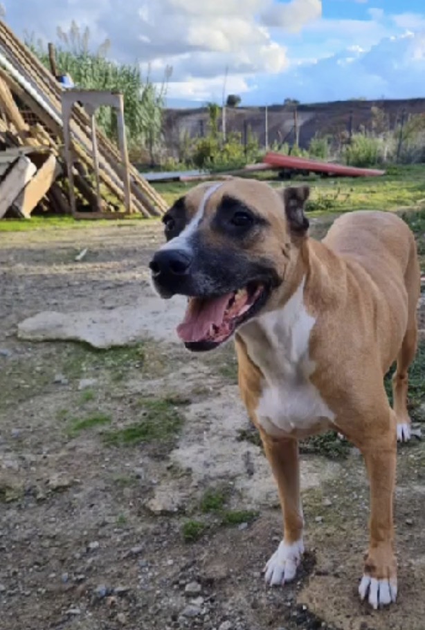 Akira splendida mix Amstaff cerca casa - media 4