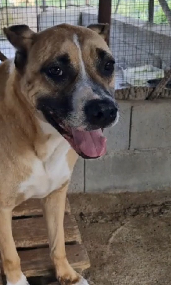 Akira splendida mix Amstaff cerca casa - media 5
