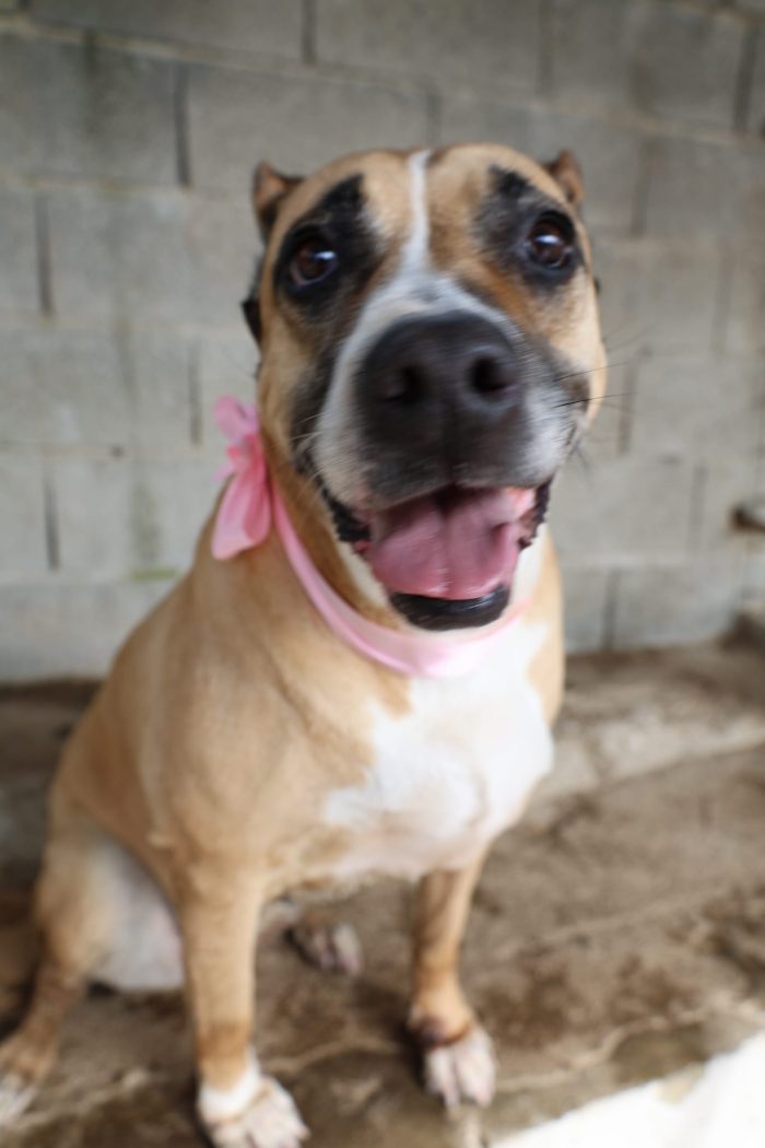 Akira splendida mix Amstaff cerca casa