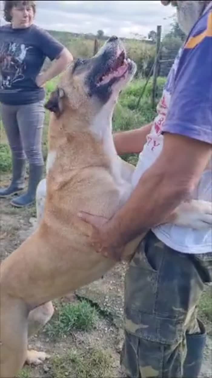 Akira splendida mix Amstaff cerca casa - media 6