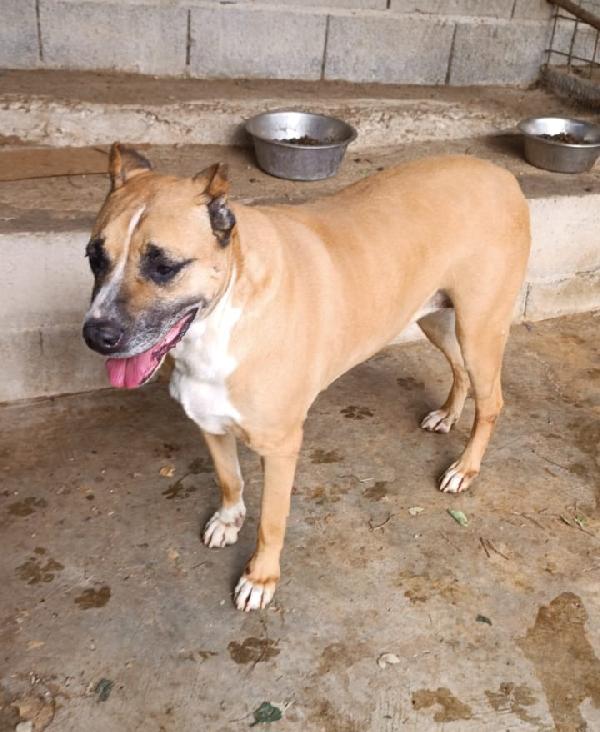 Akira splendida mix Amstaff cerca casa