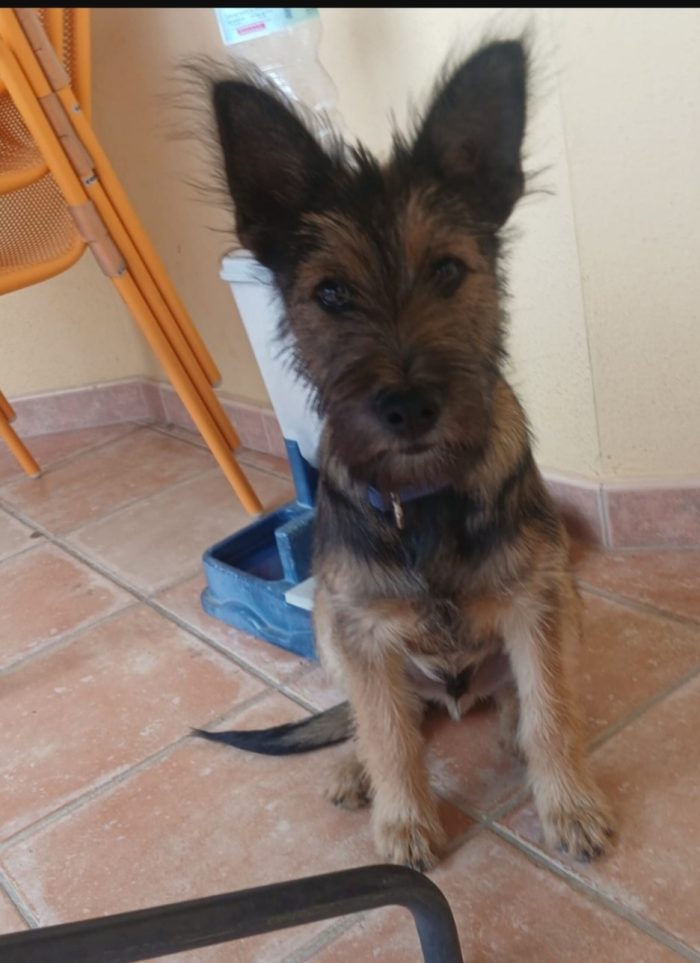 12/14mesi kg12 mix spinoncino SOS CASA CON GIARDINO SOLO SARDEGNA