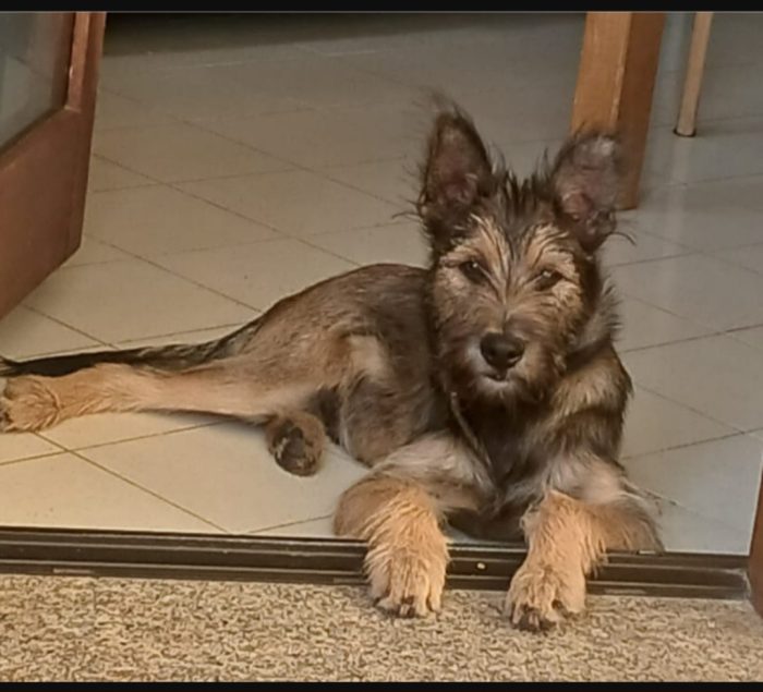12/14mesi kg12 mix spinoncino SOS CASA CON GIARDINO SOLO SARDEGNA - media 6