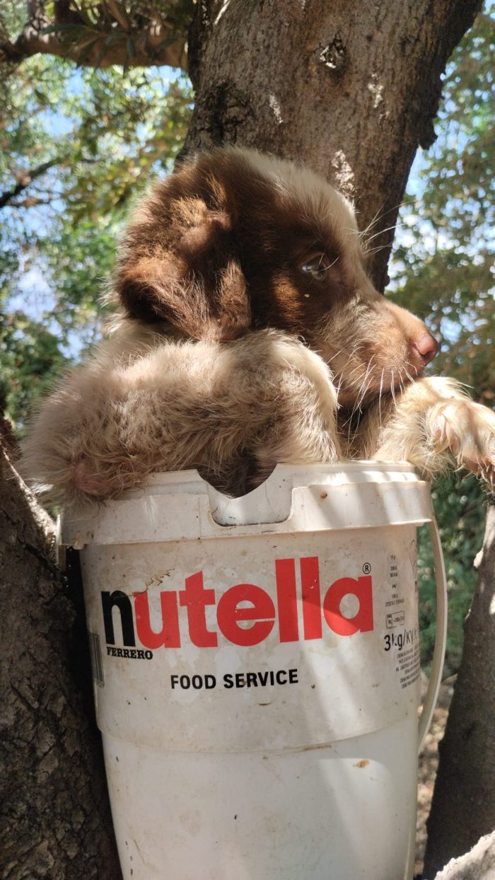 Argo splendido dolce cucciolo dagli occhi chiari - media 4