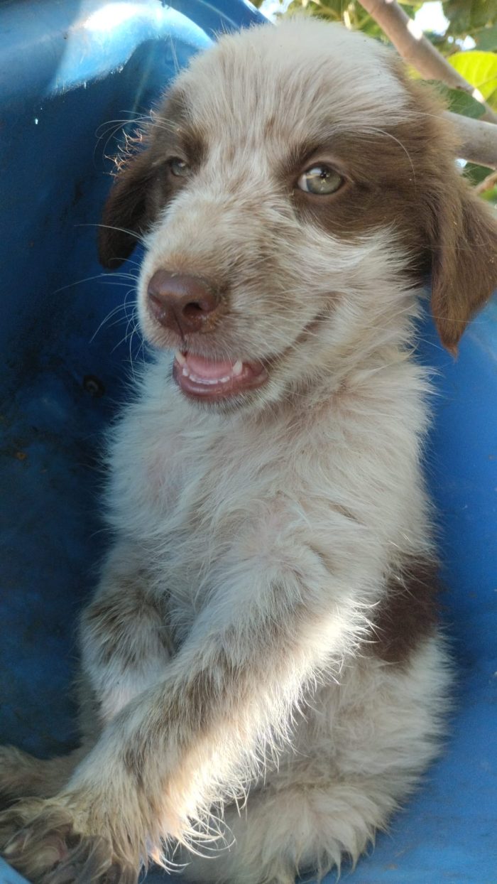Argo splendido dolce cucciolo dagli occhi chiari
