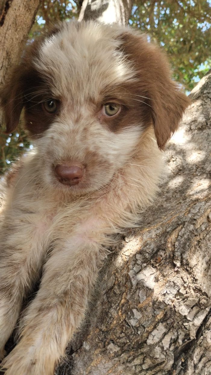 Argo splendido dolce cucciolo dagli occhi chiari