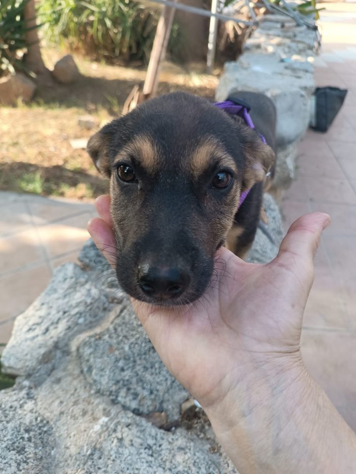 💗GREY, SPLENDIDA DOLCE CUCCIOLA, CERCA ADOZIONE