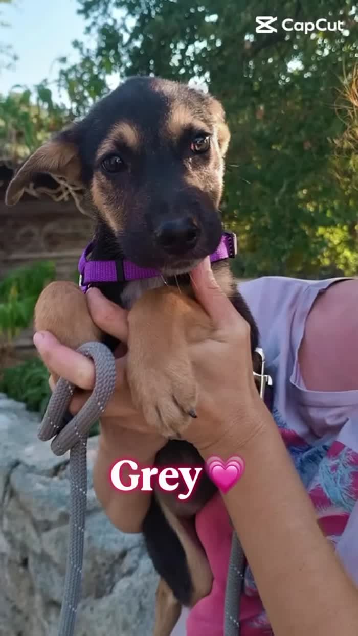💗GREY, SPLENDIDA DOLCE CUCCIOLA, CERCA ADOZIONE - media 6