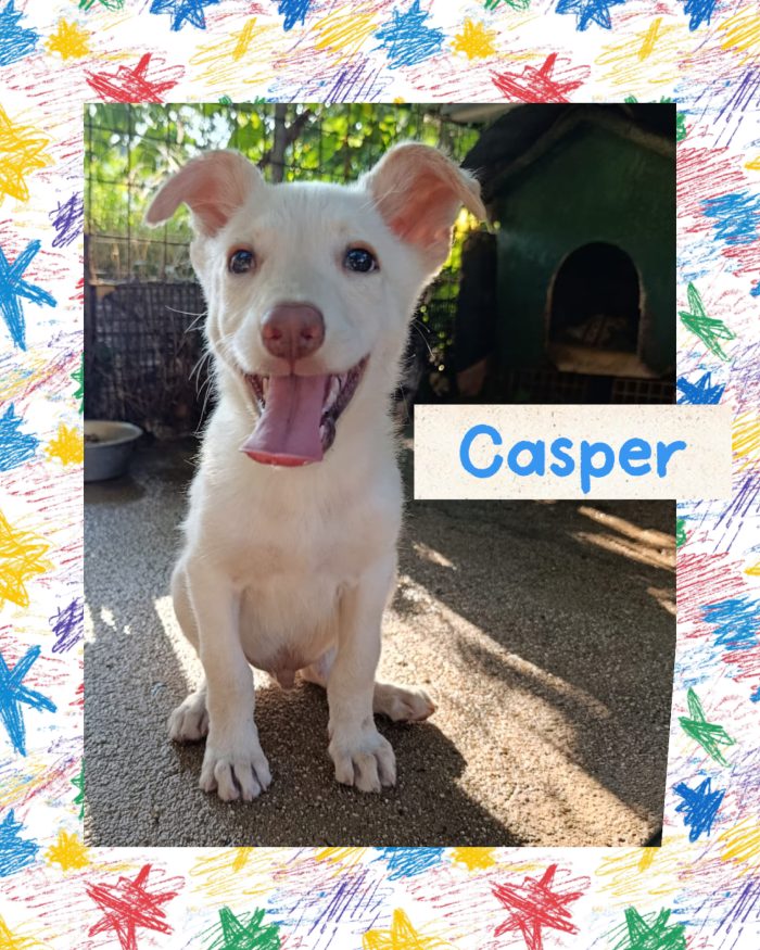 Dolcissimo Casper tenero cucciolo taglia medio contenuta in adozione