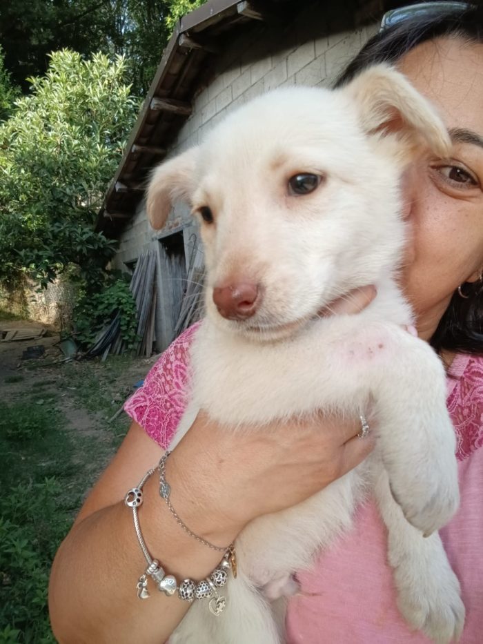 Dolcissimo Casper tenero cucciolo taglia medio contenuta in adozione