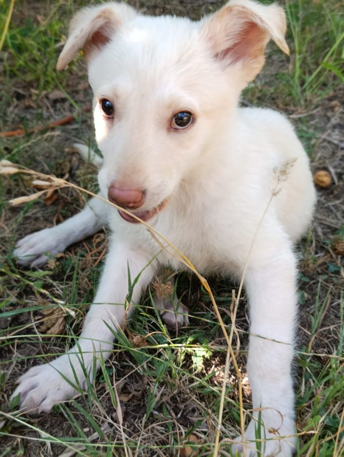 Dolcissimo Casper tenero cucciolo taglia medio contenuta in adozione - media 5