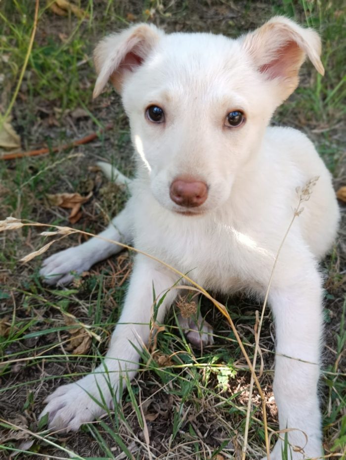 Dolcissimo Casper tenero cucciolo taglia medio contenuta in adozione - media 4